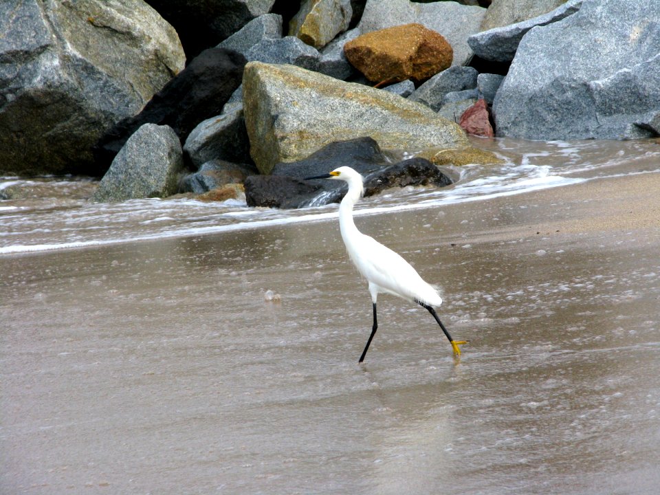 Puerto vallarta, Mexico, Wings