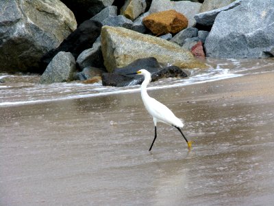Puerto vallarta, Mexico, Wings