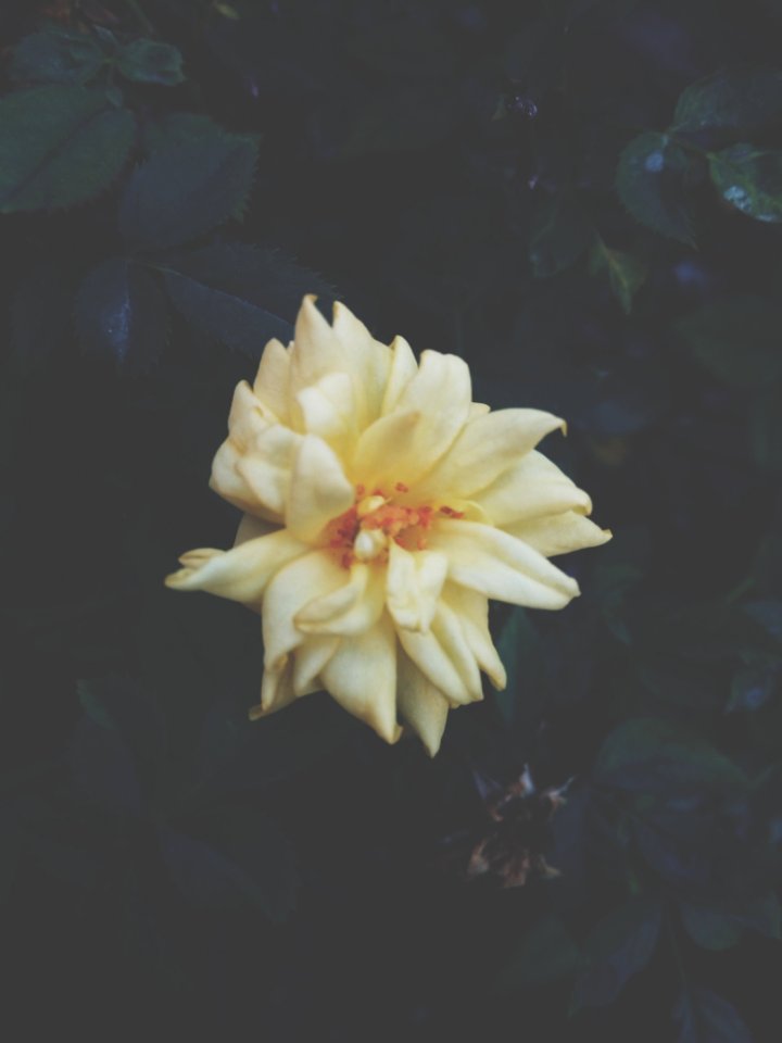 Contrasting, Contrast, Dark