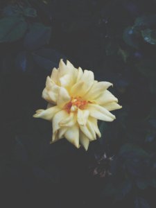 Contrasting, Contrast, Dark