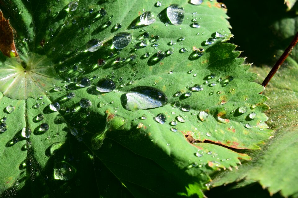 Green leaves drop of water