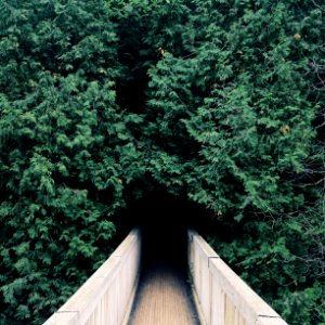 Park, Bridge, Forest