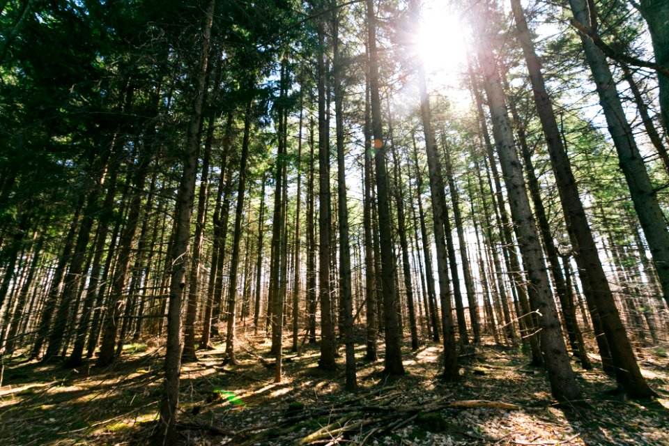 Trees, Forest, Nature