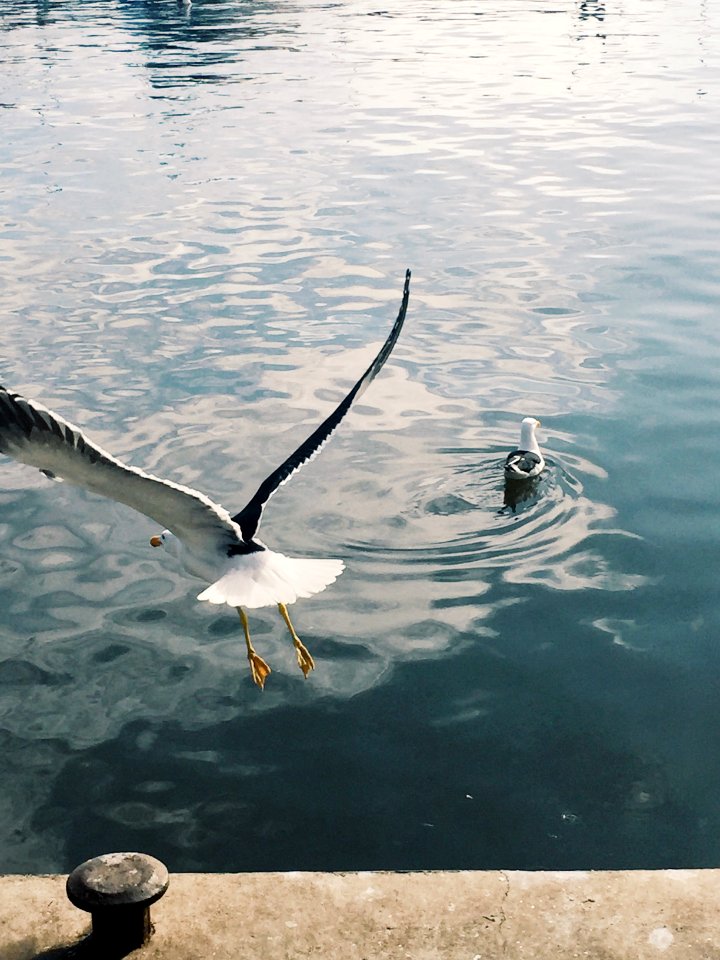 Punta del este, Uruguay, Fly