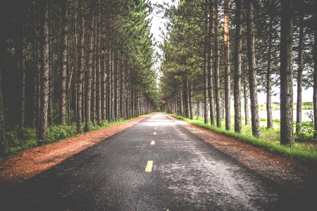 empty asphalt road in between row of trees