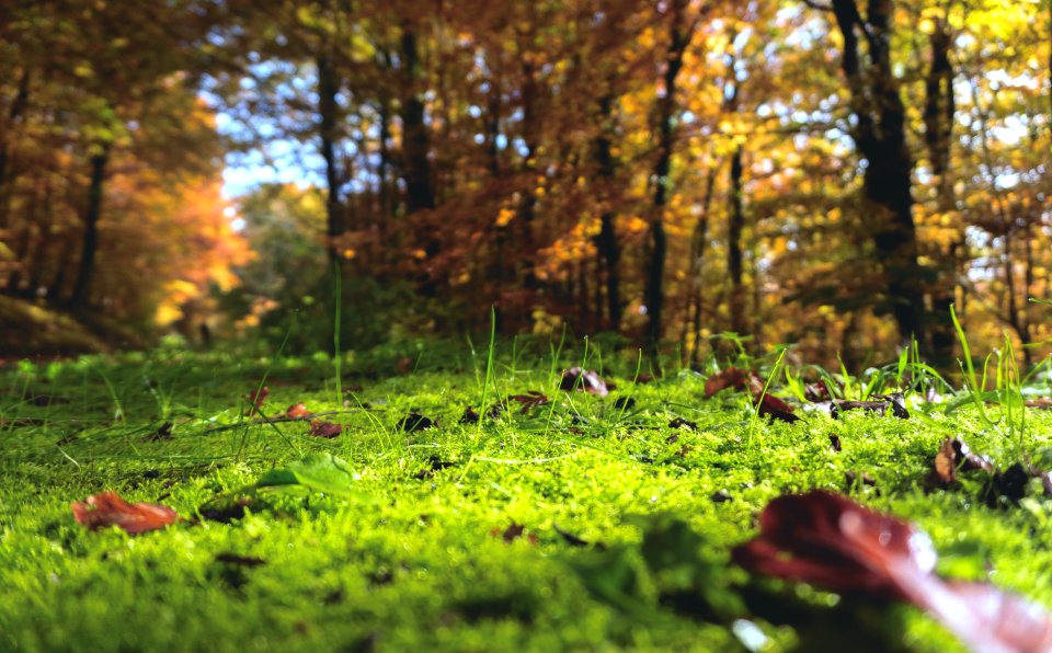 selective focus photography of withered leaves on grass
