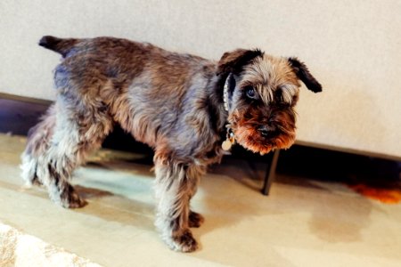 Clyde, Brown, Terrier