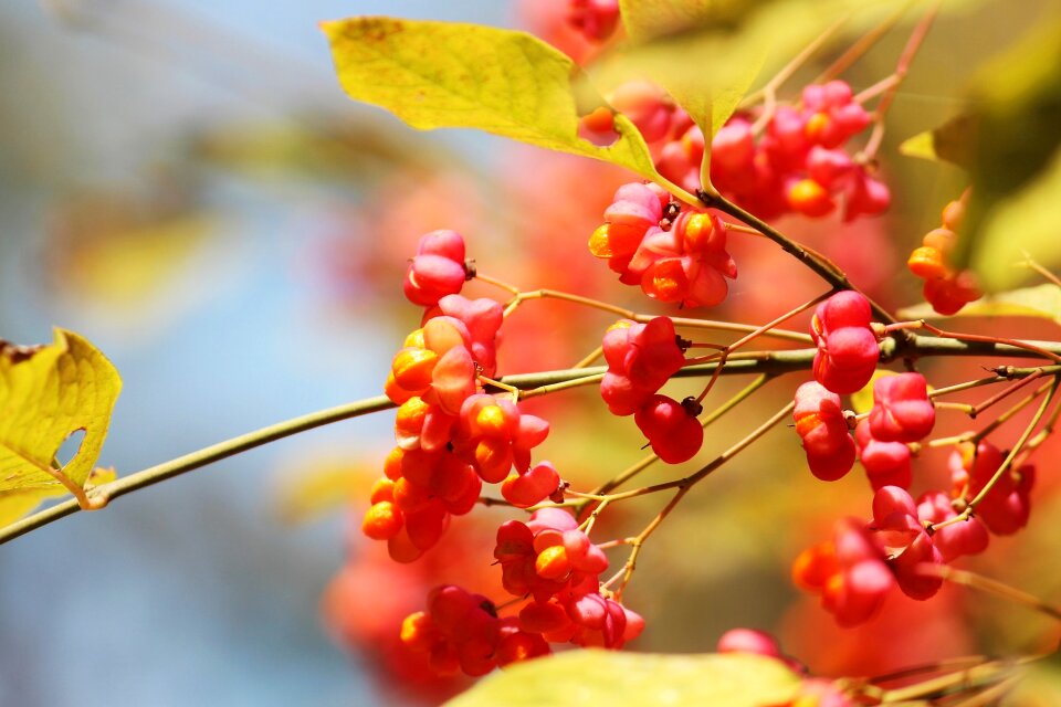Golden autumn autumn mood branches