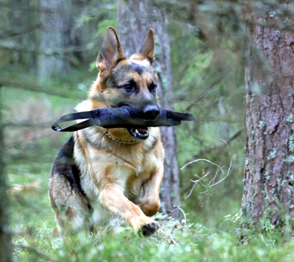 German shepherd dog male play