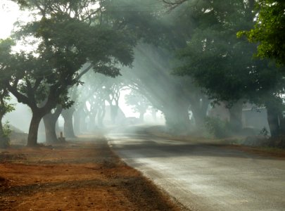 Kolhapur, India, Trees