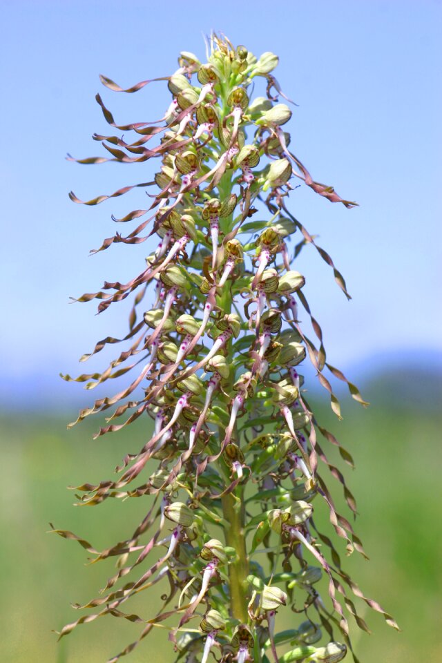 Orchis goat flower nature