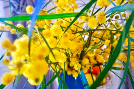 Mimosa, Spring, Crete