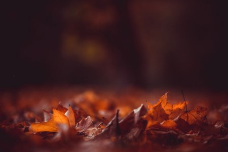 close-up photography of brown leaves photo