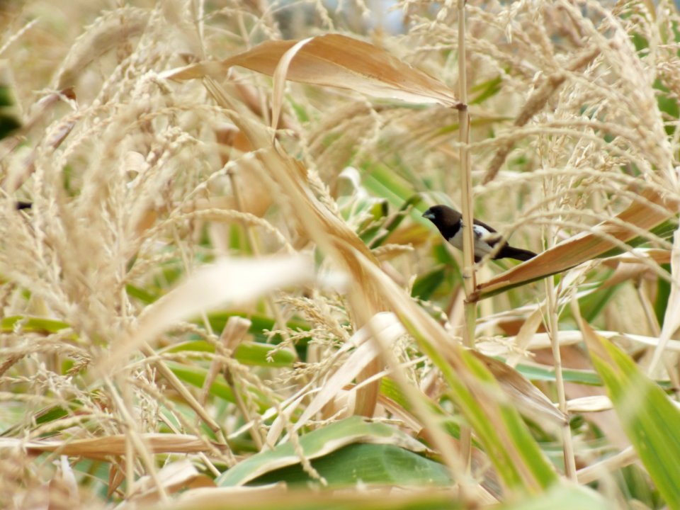 Indonesia, Asia, Nature