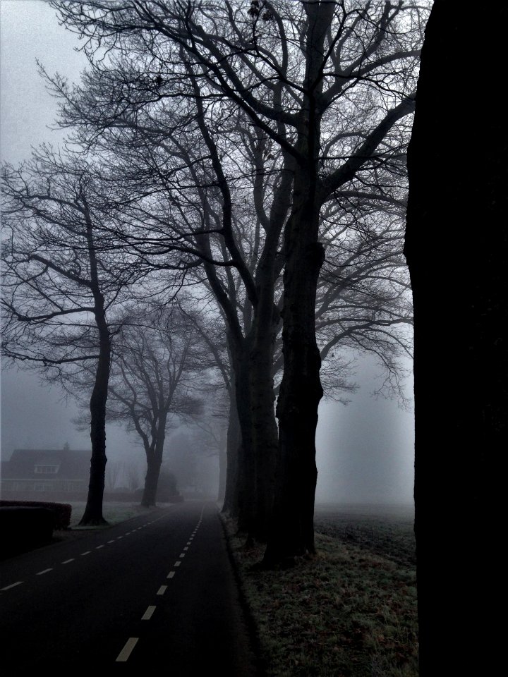 Road, Forest, Tree
