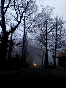 Road, Mysterious, Forest photo