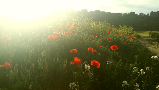 Granyena de segarra, Spain, Spring