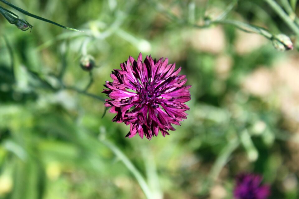 Summer purple flower pointed flower