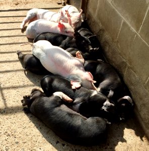 Piglet, Animals, Piglets