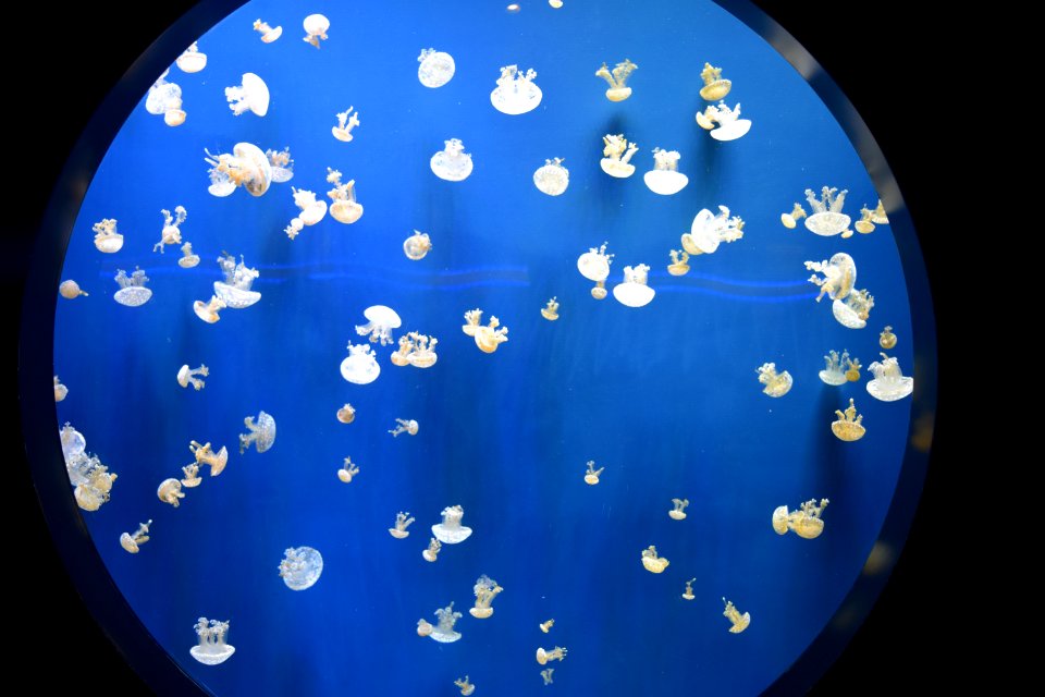 Jelly fish, Water, Aquatic