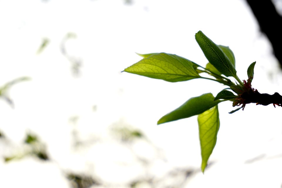 Plant, Leaf