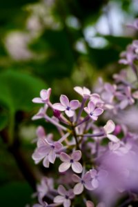 Plant, Flower