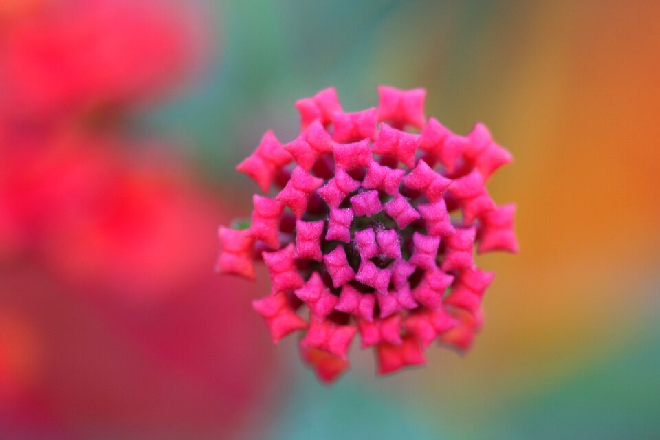 Nature macro green
