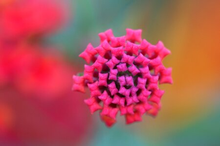 Nature macro green