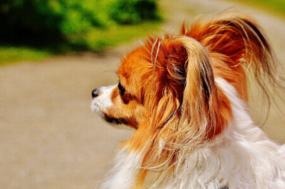 Small dog pets hairy