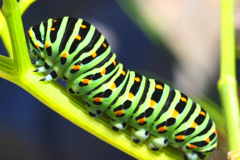 Caterpillar sphinx butterfly