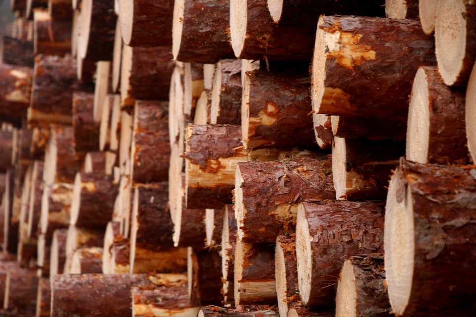 Cannon township, United states, Lumber