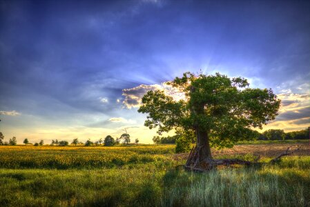 Nature oilseed rape field