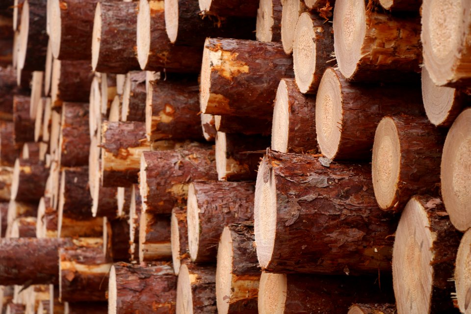 Cannon township, United states, Woods