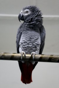 African grey, Parrot