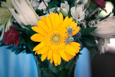 yellow clustered flower in vase photo