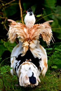 black, brown and white duck with fluttered wings