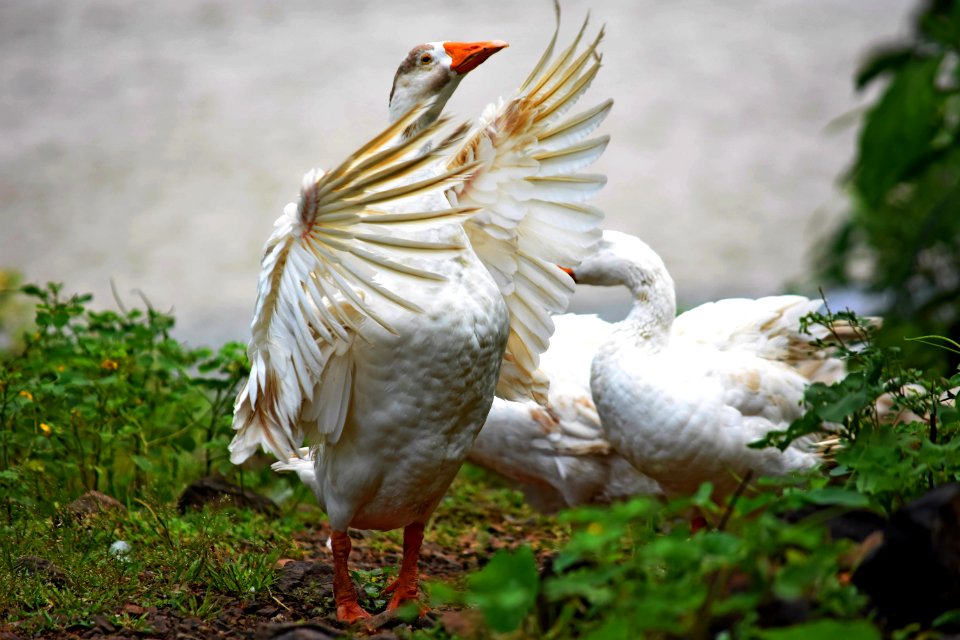 Aswali dam, India, Wildlife