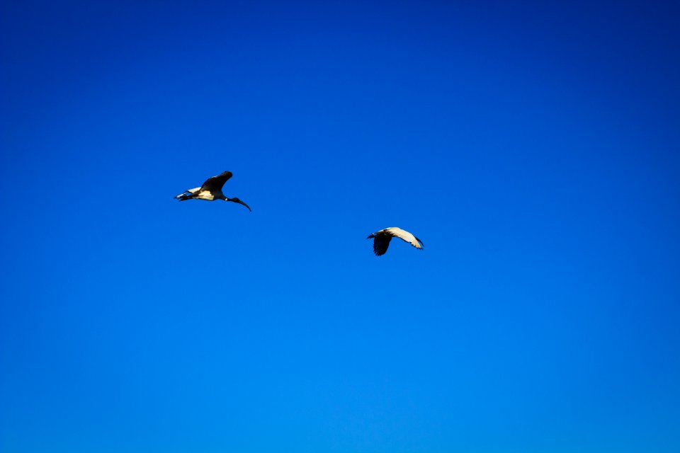 Klerksdorp, South africa, Scavenger