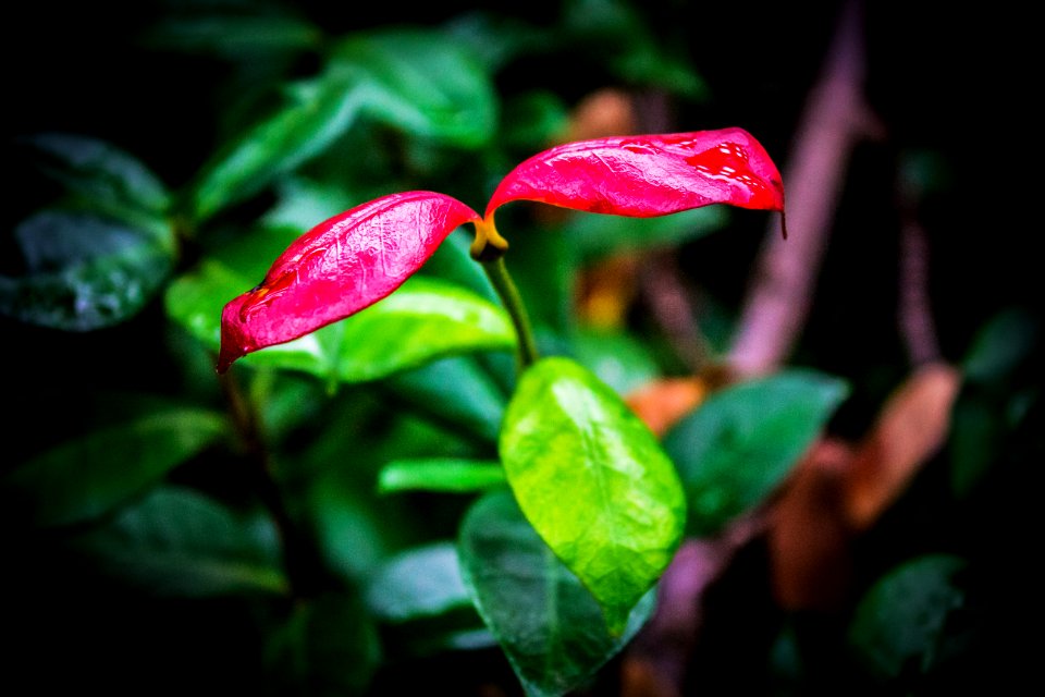 Johannesburg, South africa, Garden
