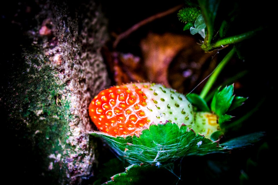 Johannesburg, South africa, Gardening