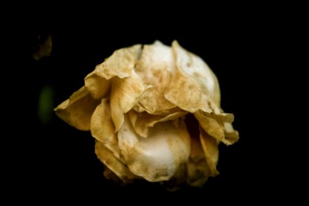 Johannesburg, South africa, Wilted rose