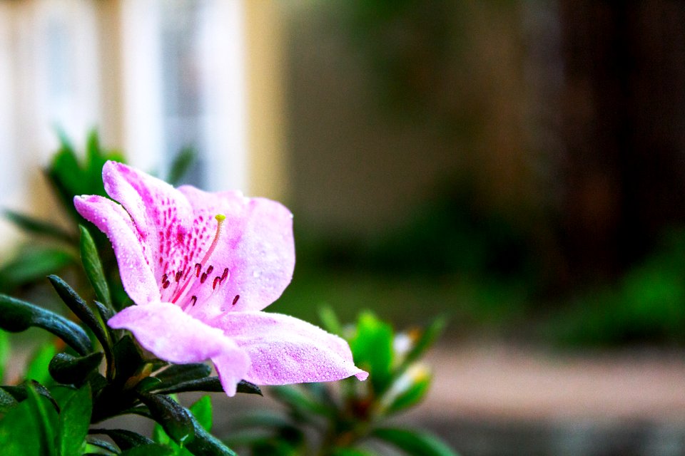Johannesburg, South africa, Petal