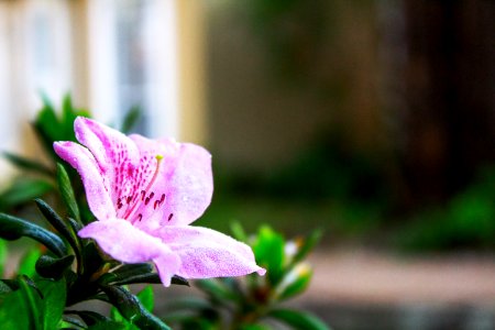 Johannesburg, South africa, Petal