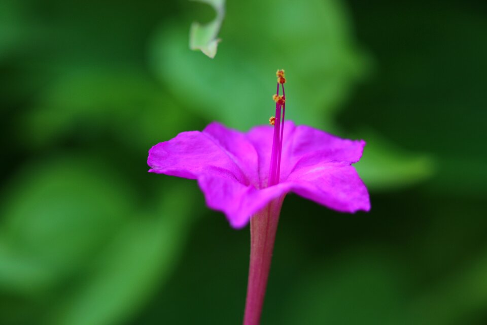Nature macro green