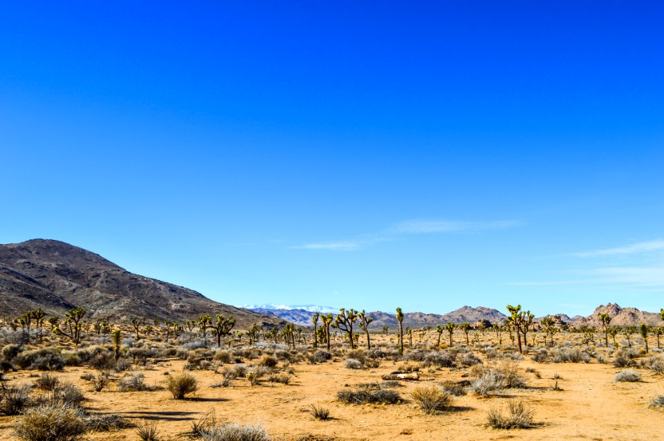 Joshua tree national park, United states, Rocks