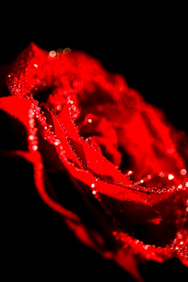 red rose flowers
