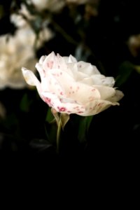 Johannesburg, South africa, Flower