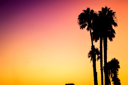 silhouette photo of palm trees during sunset photo