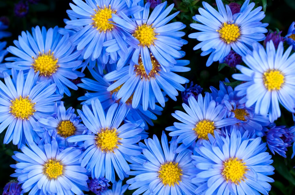 Blue flower garden in the garden