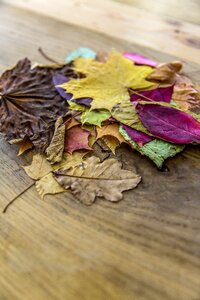 Autumnal autumnally background